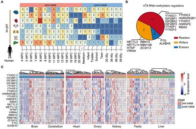 Dynamic Expression of m6A Regulators During Multiple Human Tissue Development and Cancers